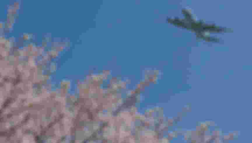 A Kawasaki P1 Maritime patrol aircraft, with the Japanese Self Defence Force (JSDF) flies over Sakura or cherry blossom in a park in Tsuruma, Kanagawa. Credit: Damon Coulter / Alamy Stock Photo.